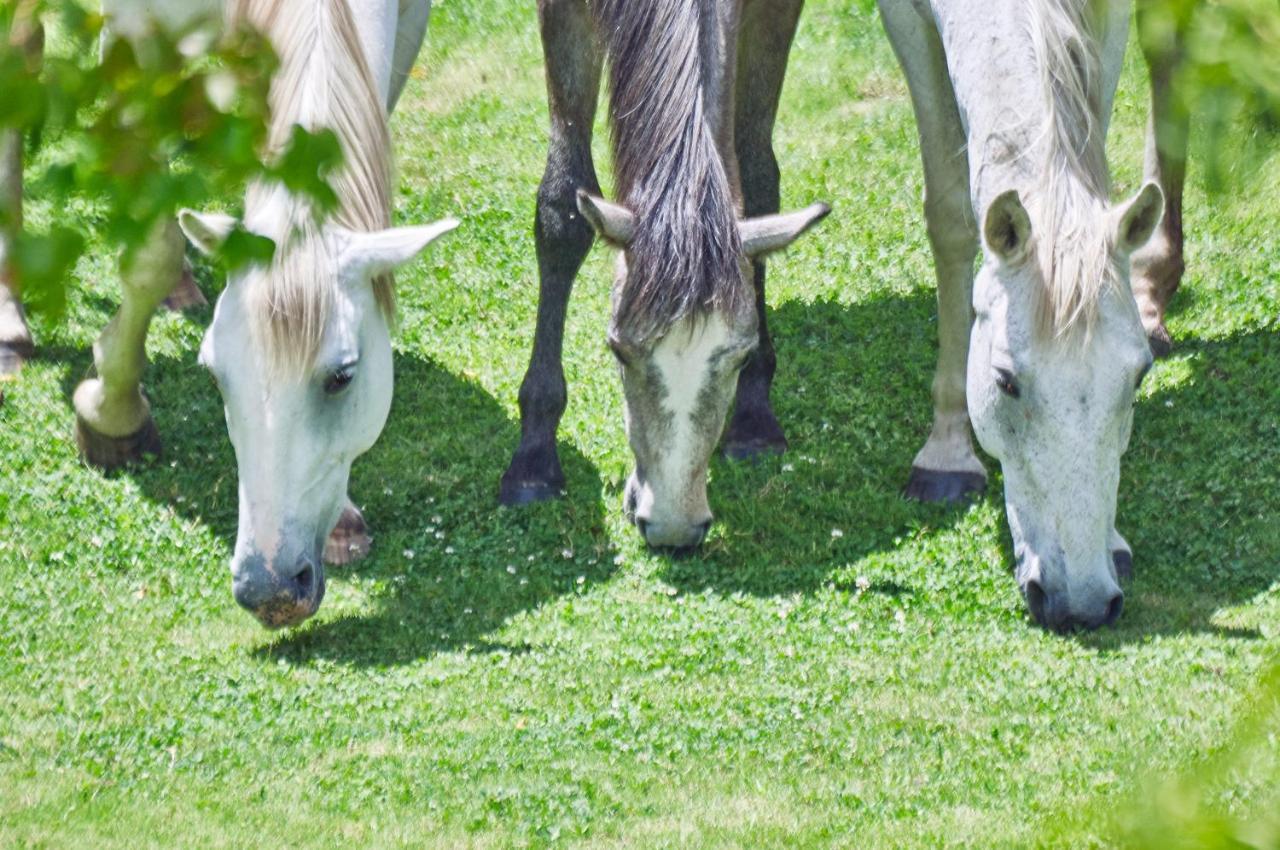 Linwood Guest Farm Konuk evi Clarens Dış mekan fotoğraf